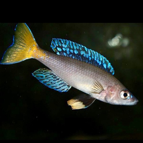 Cyprichromis leptosoma mpulungu - Blauer heringscichlide 5-6 cm